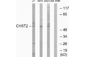 Western blot analysis of extracts from Jurkat cells, A549 cells and COLO cells, using CHST2 antibody. (CHST2 anticorps)