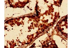 Immunohistochemistry analysis of human testis tissue using ABIN7143089 at dilution of 1:100 (ARPC3 anticorps  (AA 2-175))