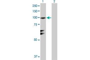 Western Blot analysis of RGL1 expression in transfected 293T cell line by RGL1 MaxPab polyclonal antibody. (RGL1 anticorps  (AA 1-803))