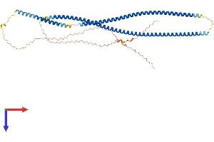 AlphaFold protein structure predicition of Mouse Recombinant Krt86 Protein, UniprotID P97861