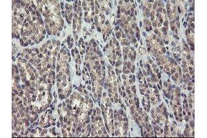 Image no. 4 for anti-rho GTPase Activating Protein 2 (ARHGAP2) antibody (ABIN1499627) (CHN1 anticorps)