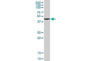 TANK MaxPab rabbit polyclonal antibody. (TANK anticorps  (AA 1-119))