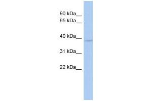 WB Suggested Anti-WBP2NL Antibody Titration: 0. (WBP2NL anticorps  (Middle Region))
