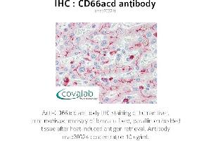 Image no. 1 for anti-Carcinoembryonic Antigen-Related Cell Adhesion Molecule 1/3/6 (CEACAM1/3/6) antibody (ABIN1723246) (CD66acd anticorps)