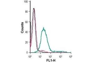 Cell surface detection of ANO6 in live intact mouse P815 mastocytoma cells: (black line) Cells. (Anoctamin 6 anticorps  (Extracellular) (FITC))