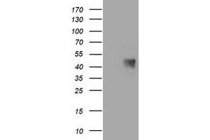 Western Blotting (WB) image for anti-Mab-21-Like 3 (MAB21L3) antibody (ABIN1497031) (MAB21L3 anticorps)