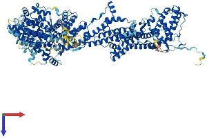 AlphaFold protein structure predicition of Mouse Recombinant Cyfip2 Protein, UniprotID Q5SQX6