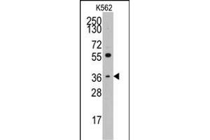 Western blot analysis of anti-THPO(C-term) Pab (ABIN391802 and ABIN2841656) in K562 cell line lysates (35 μg/lane). (Thrombopoietin anticorps  (C-Term))