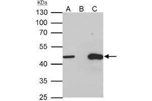 IP Image TUFM antibody immunoprecipitates TUFM protein in IP experiments. (TUFM anticorps)