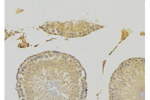 ABIN6278061 at 1/100 staining RAT testis tissue by IHC-P. (EHD1 anticorps  (C-Term))