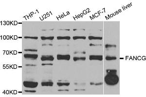 Western blot analysis of extracts of various cell lines, using FANCG antibody (ABIN5973652) at 1/1000 dilution. (FANCG anticorps)