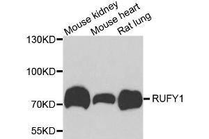 Western blot analysis of extracts of various cell lines, using RUFY1 antibody. (RUFY1 anticorps  (AA 439-708))