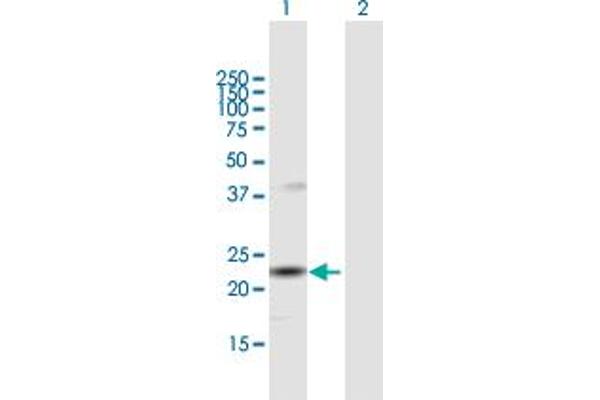 SNX12 antibody  (AA 1-172)