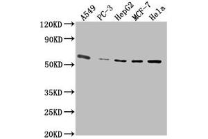 Western Blot Positive WB detected in: A549 whole cell lysate, PC-3 whole cell lysate, HepG2 whole cell lysate, MCF-7 whole cell lysate, Hela whole cell lysate All lanes: PD-L1 antibody at 1:2500 Secondary Goat polyclonal to Mouse IgG at 1/10000 dilution Predicted band size: 33 kDa Observed band size: 55 kDa (PD-L1 anticorps  (AA 19-238))