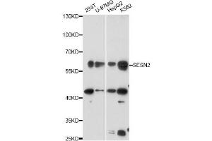 Western blot analysis of extracts of various cell lines, using SESN2 antibody (ABIN6290955) at 1:3000 dilution. (Sestrin 2 anticorps)