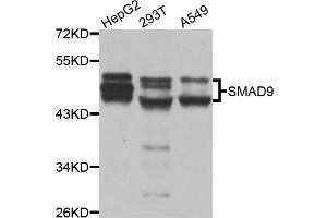 Western blot analysis of extracts of various cell lines, using SMAD9 antibody. (SMAD9 anticorps)