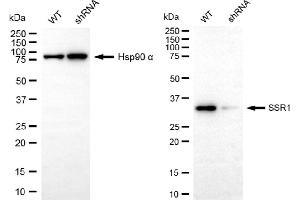 Western blotting analysis using SSR1 antibody (ABIN7800333). (Recombinant SSR1 anticorps)