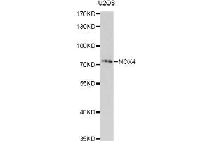 Western blot analysis of extracts of U2OS cells, using NOX4 antibody (ABIN4904560) at 1:1000 dilution. (NADPH Oxidase 4 anticorps)