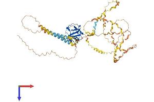 AlphaFold protein structure predicition of Mouse Recombinant Marco Protein, UniprotID Q60754