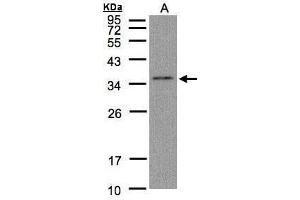WB Image Sample(30 μg of whole cell lysate) A:Hep G2, 12% SDS PAGE antibody diluted at 1:1000 (GLOD4 anticorps)