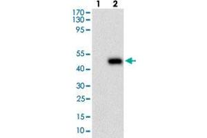 Western blot analysis of Lane 1: Negative control [HEK293 cell lysate]; Lane 2: Over-expression lysate [PLA2G12A (AA: 21-189)-hIgGFc transfected HEK293 cells] with PLA2G12A monoclonal antibody, clone 7C7C9  at 1:500-1:2000 dilution.