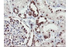 Image no. 9 for anti-RNA Binding Protein with Multiple Splicing (RBPMS) antibody (ABIN1500642)