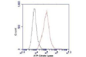 Flow Cytometry analysis of HeLa cells stained with ATP-Citrate Lyase (red, 1/100 dilution), followed by FITC-conjugated goat anti-mouse IgG.