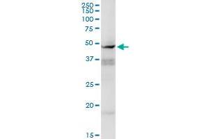 CCNE1 MaxPab rabbit polyclonal antibody.