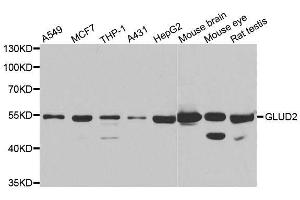 Western blot analysis of extracts of various cell lines, using GLUD2 antibody. (GLUD2 anticorps  (AA 319-558))