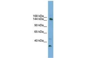 Image no. 1 for anti-Mediator Complex Subunit 14 (MED14) (AA 575-624) antibody (ABIN6745238) (MED14 anticorps  (AA 575-624))