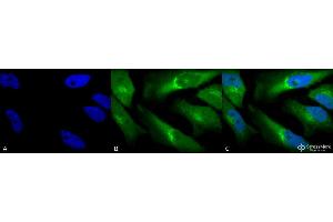 Immunocytochemistry/Immunofluorescence analysis using Rabbit Anti-BVR Polyclonal Antibody . (Biliverdin Reductase anticorps  (HRP))