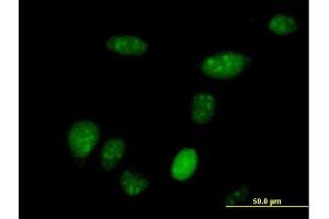 Immunofluorescence of purified MaxPab antibody to SUB1 on HeLa cell. (SUB1 anticorps  (AA 1-127))