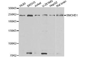 Western blot analysis of extracts of various cell lines, using SMCHD1 antibody. (SMCHD1 anticorps)