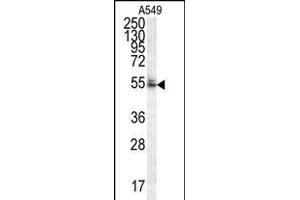 WDR32 Antibody (N-term) (ABIN654593 and ABIN2844292) western blot analysis in A549 cell line lysates (35 μg/lane). (DCAF10 anticorps  (N-Term))