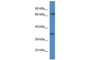 Western Blot showing Slc6a9 antibody used at a concentration of 1. (GLYT1 anticorps  (C-Term))