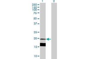 Western Blot analysis of IL7 expression in transfected 293T cell line by IL7 MaxPab polyclonal antibody. (IL-7 anticorps  (AA 1-177))