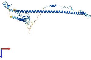 AlphaFold protein structure predicition of Mouse Recombinant Trim63 Protein, UniprotID Q38HM4