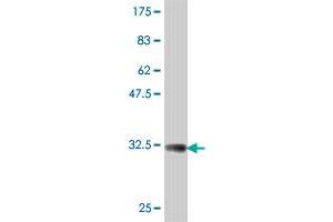 Western Blot detection against Immunogen (32.