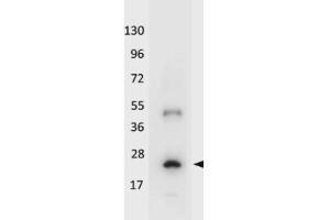 Western blot using HRP conjugated anti-Human IL-32A antibody shows detection of a band ~19 kDa in size corresponding to recombinant human IL-32A. (IL-32 alpha anticorps  (Biotin))