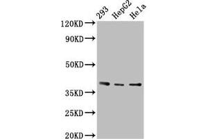Western Blot Positive WB detected in: 293 whole cell lysate, HepG2 whole cell lysate, Hela whole cell lysate All lanes: PTGR2 antibody at 3. (PTGR2 anticorps  (AA 206-282))