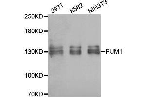 Western blot analysis of extracts of various cell lines, using PUM1 antibody. (PUM1 anticorps)