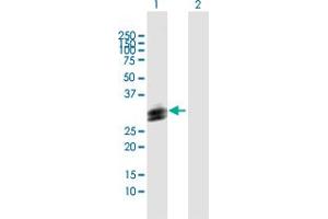 Western Blot analysis of HLA-DOB expression in transfected 293T cell line by HLA-DOB MaxPab polyclonal antibody.