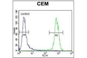 Flow cytometric analysis of CEM cells using PON1 Antibody (Center) Cat.