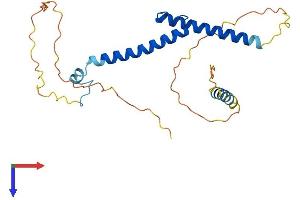 AlphaFold protein structure predicition of Mouse Recombinant Myf6 Protein, UniprotID P15375