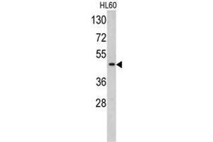 Western blot analysis of TBP antibody (C-term) in HL60 cell line lysates (35ug/lane). (TBP anticorps  (C-Term))