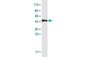 Western Blot detection against Immunogen (47.