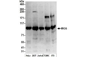 anti-WD Repeat-Containing Protein Mio (MIOS) (AA 825-875) antibody