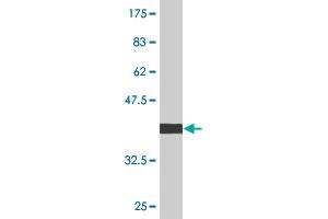 Western Blot detection against Immunogen (36.