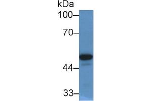 Western Blot; Sample: Human Serum; Primary Ab: 2µg/mL Rabbit Anti-Human PON1 Antibody Second Ab: 0. (PON1 anticorps  (AA 35-206))