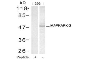 Image no. 1 for anti-Mitogen-Activated Protein Kinase-Activated Protein Kinase 2 (MAPKAPK2) (Thr334) antibody (ABIN197584)